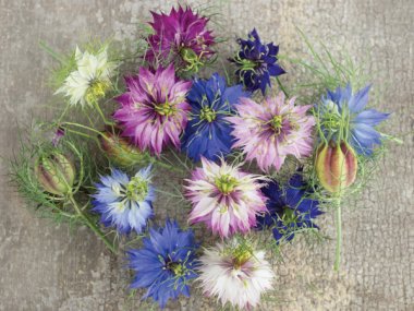 Miss Jekyll Mix Love-In-A-Mist Seeds