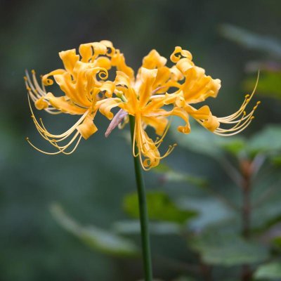 Lycoris Yellow 'Aurea'