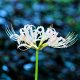 Lycoris White 'Albiflora'