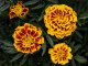 Colossus Red Gold Bicolor Marigold Seeds