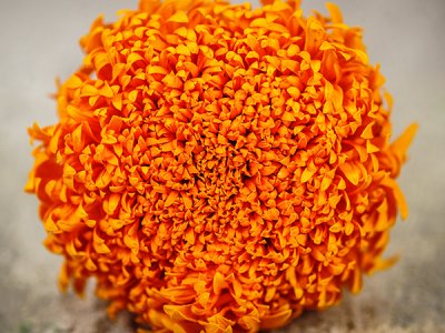 Spun Orange Marigold Seeds