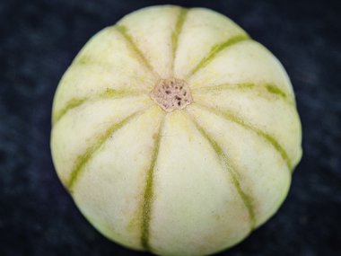 Kiku Chrysanthemum Melon Seeds