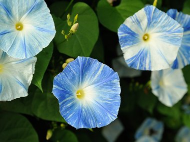 Flying Saucers Morning Glory Seeds