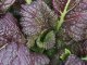 Japanese Giant Red Mustard Greens Seeds