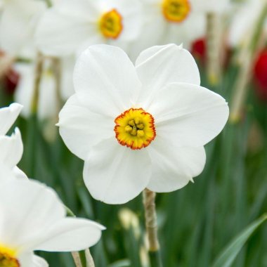 Narcissus Actaea (Pheasant Eye)