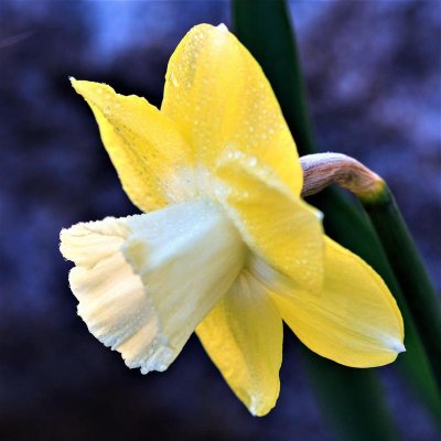 Narcissus Avalon