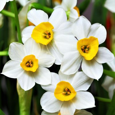 Narcissus Canaliculatus
