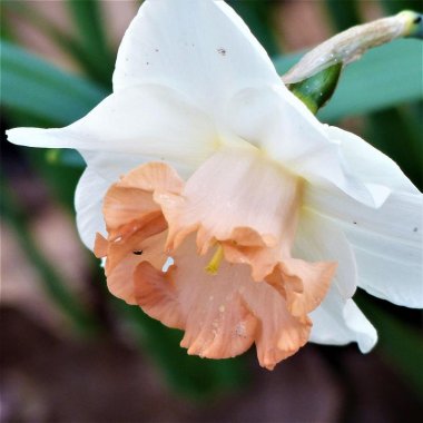 Narcissus Easter Bonnet