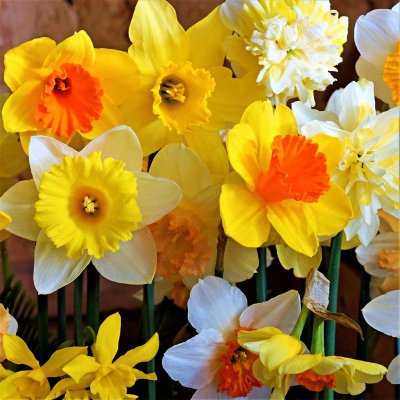 Narcissus Classic Trumpet Daffodil Mix