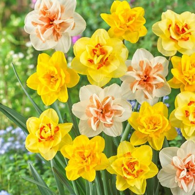 Narcissus Fluffy Doubles Daffodil Mix