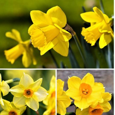 Narcissus Gulf Coast Daffodil Collection