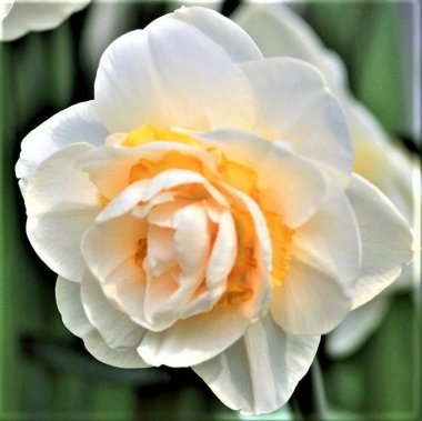 Narcissus Bridal Crown
