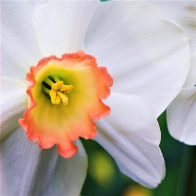 Narcissus Fragrant Rose