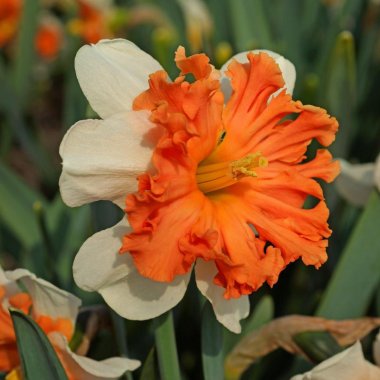 Narcissus Shrike