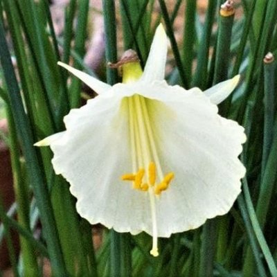 Narcissus Bulbocodium spoirot