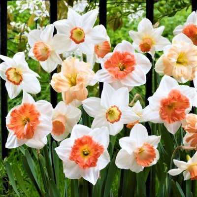 Narcissus Pretty in Pink Daffodil Mix