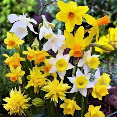 Narcissus Sweet Petite Daffodil Mix
