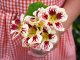 Orchid Cream Nasturtium Seeds