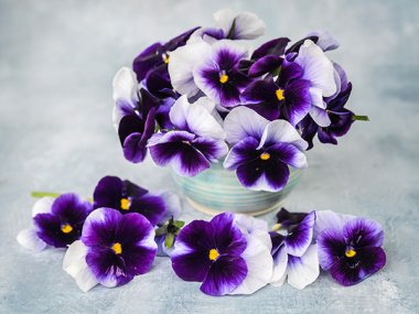 Super Beaconsfield Pansy Seeds