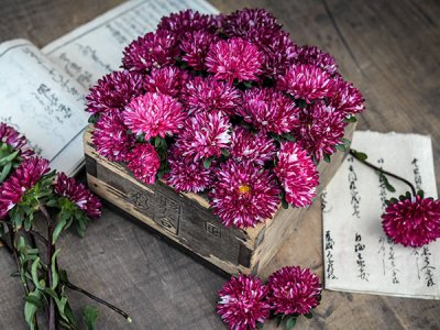 Matsumoto Red Striped Aster Seeds
