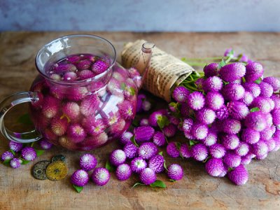 Atomic Purple Gomphrena Seeds