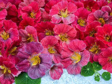 Tip Top Rose Nasturtium Seeds