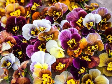 Historic Florist Mixed Pansy Seeds