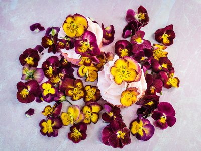 Floral Days Morning Dew Viola Pansy Seeds