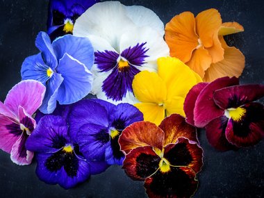 Trumpets Mix Pansy Seeds