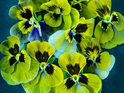 Envy Pansy Seeds