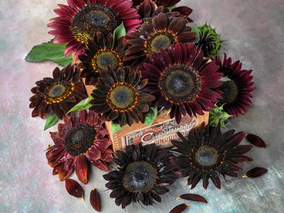 Chocolate Cherry Sunflower Seeds