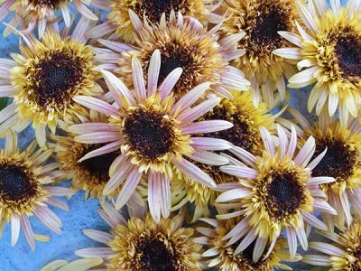 Astra Rose Cream Sunflower Seeds