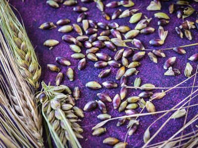 Purple Karma Barley Seeds