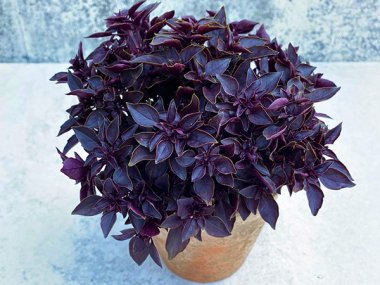 Purple Ball Basil Seeds