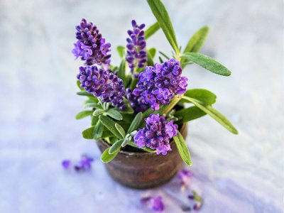Ellegance Purple Lavender Seeds