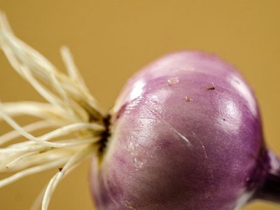 Violet De Galmi Onion Seeds