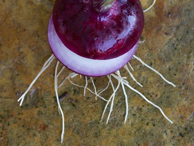 Wethersfield Red Onion Seeds