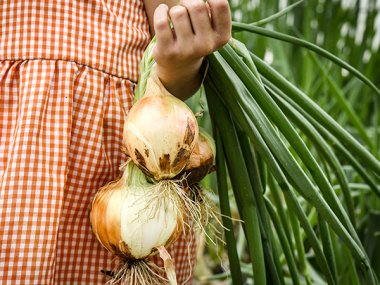 Texas Early Grano Onion Seeds