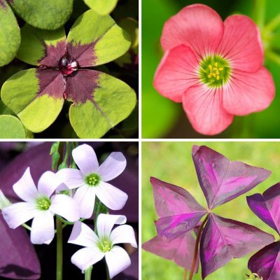 Oxalis Double Luck Collection