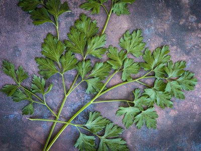 Giant Of Italy Parsley Seeds