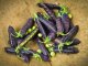 King Tut Purple Garden Pea Seeds