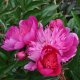 Peony Madame Butterfly