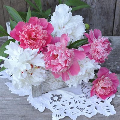 Peony Old Fashioned Fragrant Collection