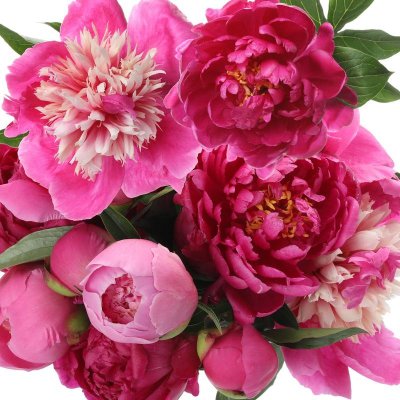 Peony Passionate Pink Collection