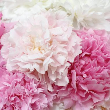 Peony Sweetly Scented Collection