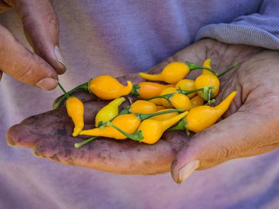 Biquinho Yellow Pepper Seeds