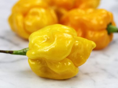 Trinidad Scorpion Yellow Hot Pepper Seeds