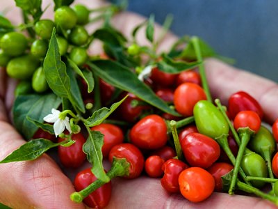 Chiltepin Wild Chile Pepper Seeds