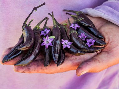 Murasaki Purple Pepper Seeds