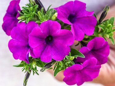 Wild Violet Petunia Seeds